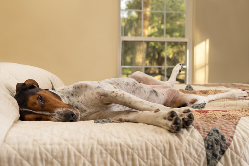 6 Ruhepositionen von Hunden: Seitenlage