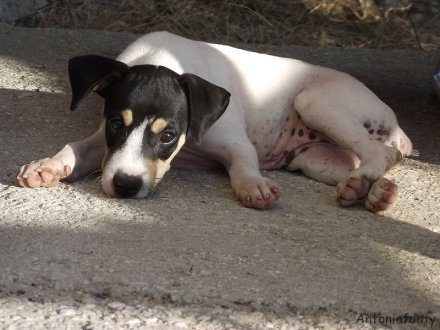 6 Ruhepositionen von Hunden: Seitliche Bauchlage