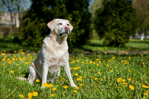 6 Ruhepositionen von Hunden: Sitzen