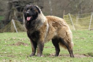 Cão da Serra da Estrela: ein portugiesischer Hirtenhund