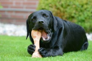 Die besten Knochen für Hunde