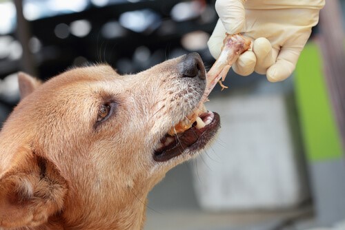 Knochen für Hunde - Hund und Knochen