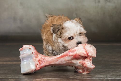 Knochen für Hunde - Kleiner Hund grosser Knochen