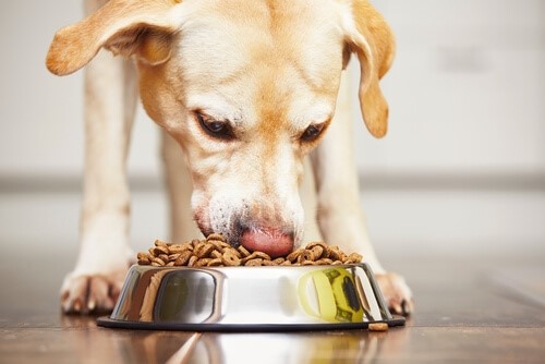 Was tun, wenn dein Hund sein Fressen herunterschlingt - Hund frisst
