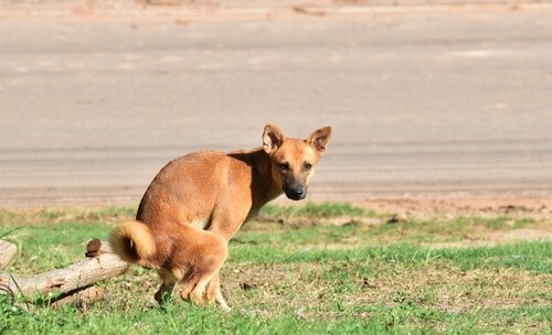 Was tun, wenn dein Hund sein Fressen herunterschlingt - Hund macht auf Wiese