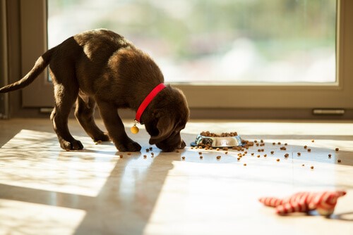 Was tun, wenn dein Hund sein Futter herunterschlingt?
