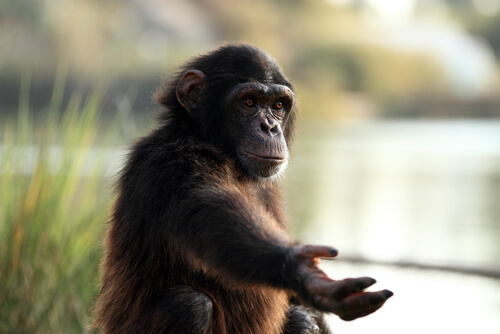 Affen können Zeichensprache lernen