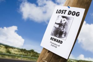 4 Apps, um deinen Hund wieder zu finden
