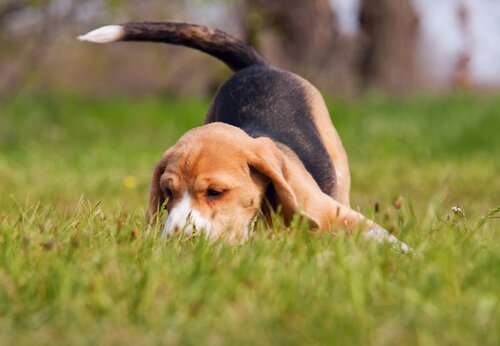 Beagle auf der Spur