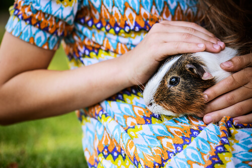 Beim Lernen von Tricks für Meerschweinchen hat jedes Tier sein eigenes Tempo.