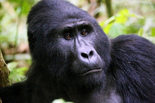 Portrait eine Berggorillas