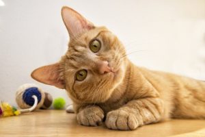 Gibt es besonders intelligente Katzenrassen?