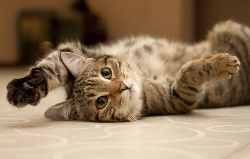Bewegungsmangel bei Haustieren: Katze liegt