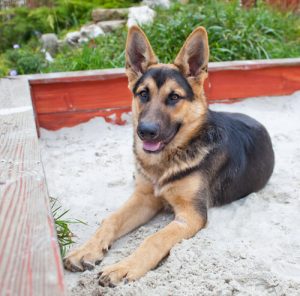 Bring deinem Hund bei, das Hundeklo zu benutzen