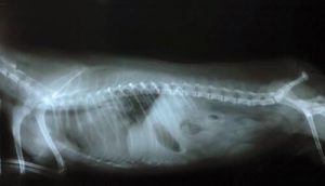 Hunde mit Wobbler-Syndrom - was bedeutet das?