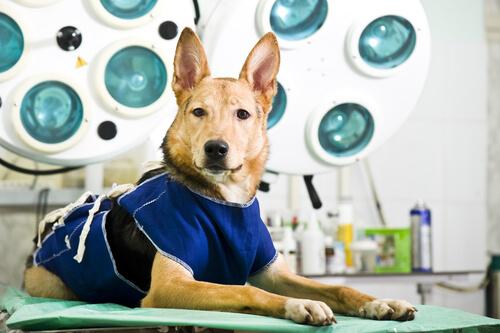 Hunde mit Wobbler-Syndrom können unter Umständen operativ behandelt werden.