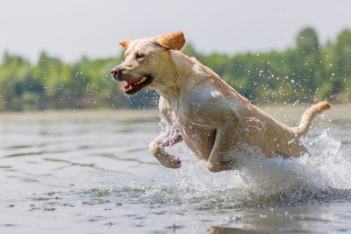 Wie kannst du deinen Hund richtig trainieren?