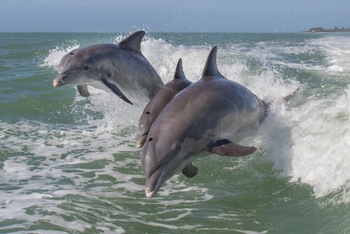 Der Delfin zählt zu den intelligentesten Tierarten