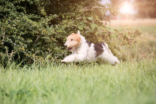 Der Foxterrier braucht viel Bewegung