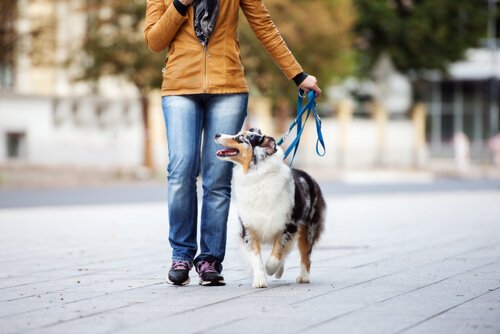 Hund und Mensch lernen, mit der Leine umzugehen