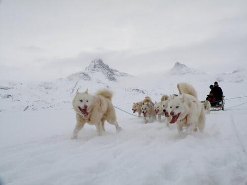 Der kräftige Grönlandhund ist ein ausgezeichneter Arbeitshund.