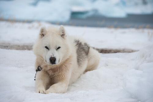 Der kräftige Grönlandhund ist nicht zimperlich.