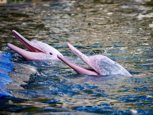 Der wundersame rosa Amazonasdelfin