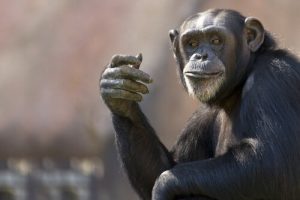 Die 5 intelligentesten Tierarten