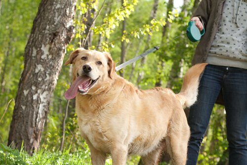 Der Spaziergang mit dem Hund