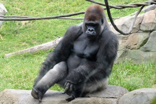 Der westliche Gorilla, der größte Primat der Welt