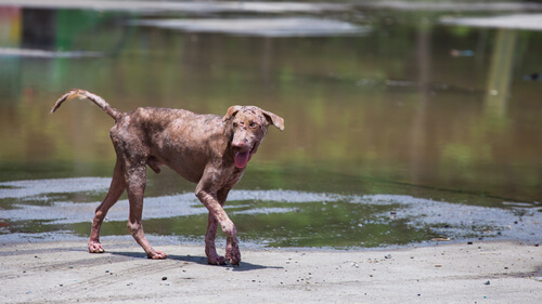 Dermatitis bei Hunden