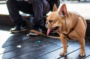 Welches ist die beste Leine für deinen Hund?