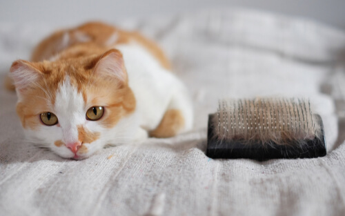 Beim Fellwechsel von Katzen sind Haarballen eine Gefahr