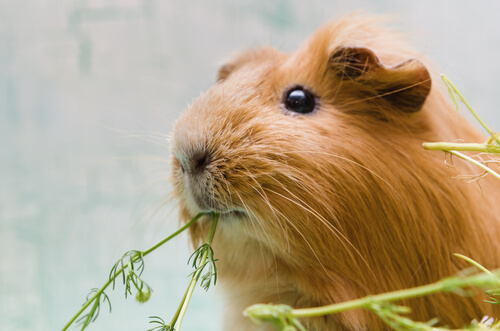 Die richtige Belohnung für Tricks für Meerschweinchen ist wichtig.