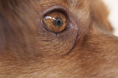 Wie äußert sich eine Bindehautentzündung beim Hund?