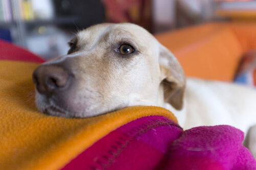 Eine Bindehautentzündung beim Hund kann verschiedene Ursachen haben.