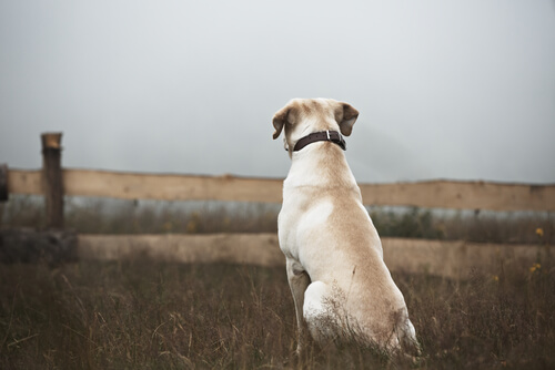 Einsamer Hund schaut verloren in die Welt