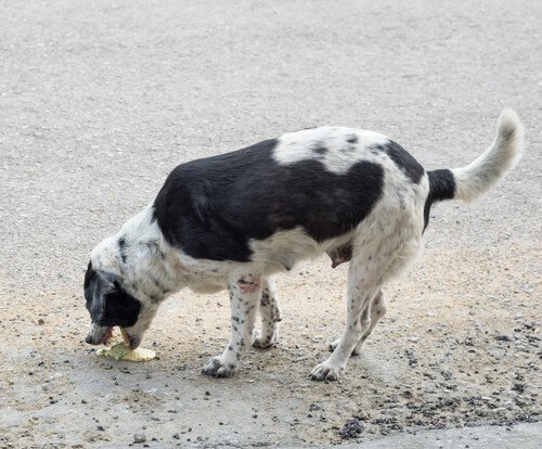 Vergifteter Hund erbricht sich