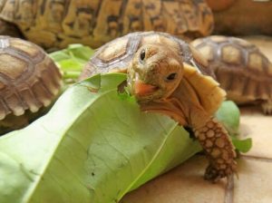 Wissenswertes über die Ernährung der Spornschildkröte
