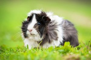 8 interessante Fakten über Meerschweinchen