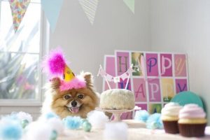 Ein Festessen für den Hund