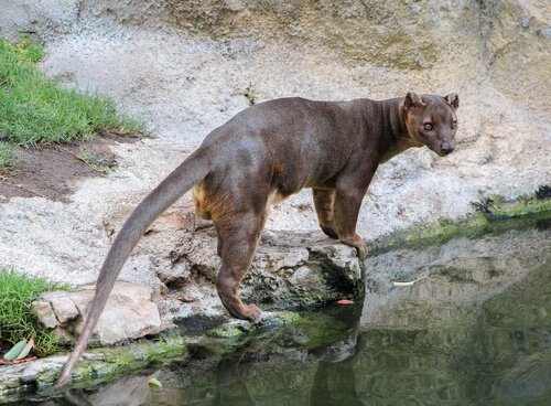 Fossa aus Madagaskar