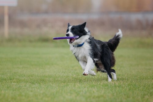 Frisbee mit dem Border Collie