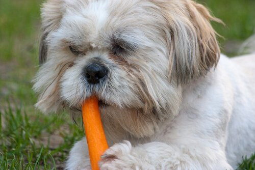 Gemüse und Früchte für Hunde: Karotten