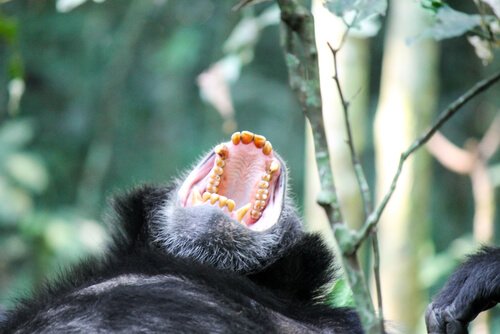 Gorillas werden gejagd