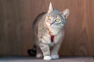 Halsbänder bei Katzen - darauf solltest du achten