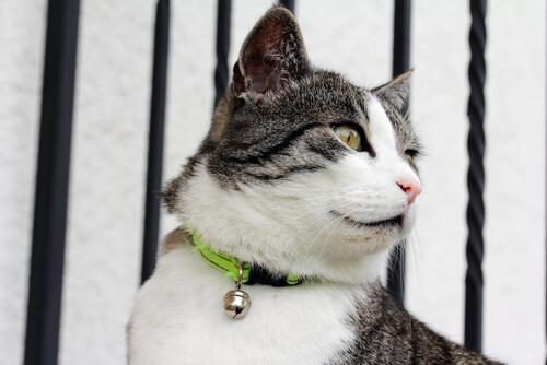 Halsbänder bei Katzen können mit einer Glocke ausgestattet sein.