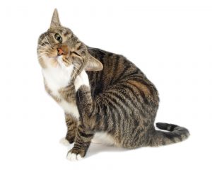 Halsbänder bei Katzen können verschiedenen Zwecken dienen.