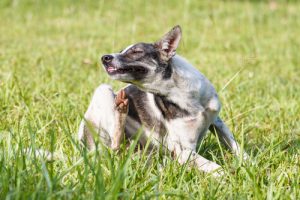 Wie kannst du die Hautrückfettung deines Hundes unterstützen?