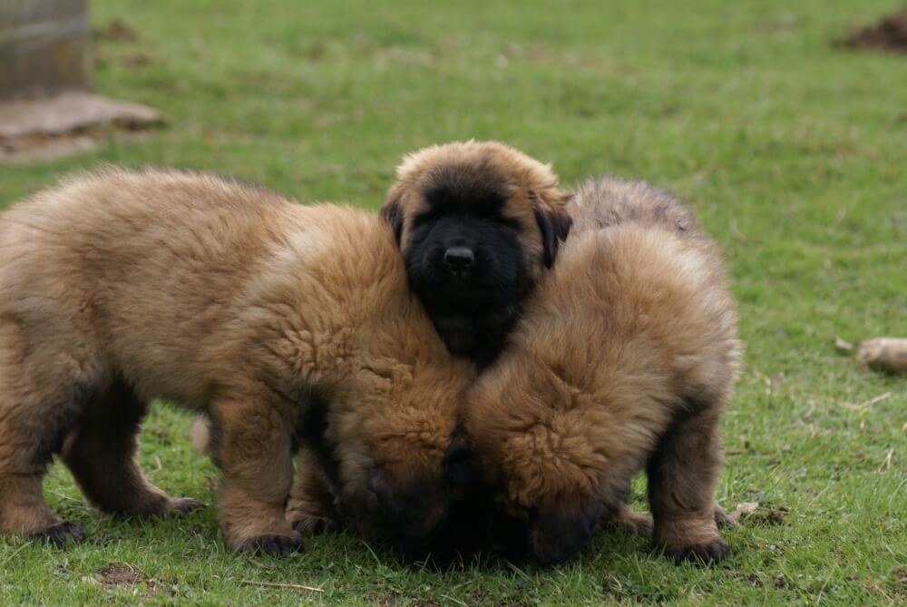 Hirtenhund-Welpen